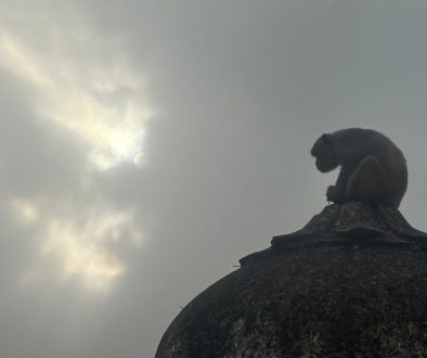 A meditating Monkey looks out over Bundi from the Goblin Palace